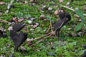 kluifzwam, Zwarte 16 Ape 0614100 [ Helvella lacunosa ] kluifzwam, Zwarte 16 Ape 0614100 [ Helvella lacunosa ]