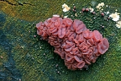 knoopzwam, Paarse 15 Ahe 0557020 [ Ascocoryne sarcoides ] knoopzwam, Paarse 15 Ahe 0557020 [ Ascocoryne sarcoides ]
