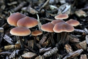 Levertraanzwam 08 Bag 0081010 [ Macrocystidia cucumis ] Levertraanzwam 08 Bag 0081010 [ Macrocystidia cucumis ]