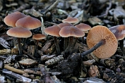 Levertraanzwam 09 Bag 0081010 [ Macrocystidia cucumis ] Levertraanzwam 09 Bag 0081010 [ Macrocystidia cucumis ]