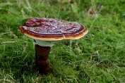 lakzwam, Gesteelde 04 Bpo 0319040 [ Ganoderma lucidum ] lakzwam, Gesteelde 04 Bpo 0319040 [ Ganoderma lucidum ].