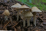 leemhoed, Geaderde 18 Bag 0002170 [ Agrocybe rivulosa ] leemhoed, Geaderde 18 Bag 0002170 [ Agrocybe rivulosa ]