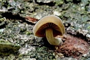 Matkopje, Groot 01 Bag 0130030 [ Simocybe sumptuosa ] Matkopje, Groot 01 Bag 0130030 [ Simocybe sumptuosa ]
