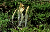 Meidoornbesgeweizwam 01 Apy 0713050 [ Xylaria oxyacanthae ] Meidoornbesgeweizwam 01 Apy 0713050 [ Xylaria oxyacanthae ]
