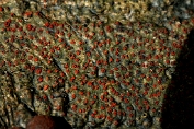 meniezwammetje, Bloedrode 01 Apy 0650020 [ Neonectria coccinea ] meniezwammetje, Bloedrode 01 Apy 0650020 [ Neonectria coccinea ]