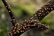 meniezwammetje, Gewoon 08 Ape 0650010 [ Nectria cinnabarina ] meniezwammetje, Gewoon 08 Ape 0650010 [ Nectria cinnabarina ]
