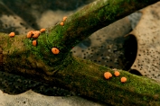 meniezwammetje. Hulst- 01 Apy 0650160 [ Hydropisphaera erubescens ] meniezwammetje. Hulst- 01 Apy 0650160 [ Hydropisphaera erubescens ]