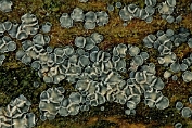 mollisia, Gedrongen 03 Ahe 0644040 [ Mollisia cinerea ] mollisia, Gedrongen 03 Ahe 0644040 [ Mollisia cinerea ]