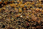 mollisia, Geelgroene 06 Ahe 0644180 [ Mollisia ventosa ] mollisia, Geelgroene 06 Ahe 0644180 [ Mollisia ventosa ]