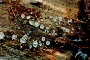 mollisia, Grijze vilt- 01 Ahe 0697010 [ Mollisia fusca ] mollisia, Grijze vilt- 01 Ahe 0697010 [ Mollisia fusca ]