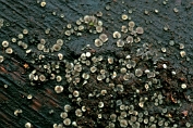 mollisia, Zwartwitte 01 Ahe 0644120 [ Mollisia melaleuca ] mollisia, Zwartwitte 01 Ahe 0644120 [ Mollisia melaleuca ]