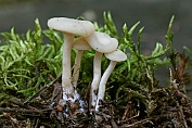mycena , gips- 01 Bag 0056060 [ Hemimycena cucullata ] mycena , gips- 01 Bag 0056060 [ Hemimycena cucullata ]