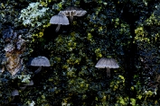 mycena, Blauwgrijze schors- 04 Bag 0091550 [ Mycena pseudocorticola ] mycena, Blauwgrijze schors- 04 Bag 0091550 [ Mycena pseudocorticola ]