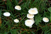 mycena, Bleekgele 01 Bag 0091280 [ Mycena flavoalba ] mycena, Bleekgele 01 Bag 0091280 [ Mycena flavoalba ]