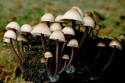 mycena, Bundel- 02 Bag 0091470 [ Mycena arcangeliana ] mycena, Bundel- 02 Bag 0091470 [ Mycena arcangeliana ]