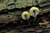 mycena, Bundel- 05 Bag 0091470 [ Mycena arcangeliana ] mycena, Bundel- 05 Bag 0091470 [ Mycena arcangeliana ]