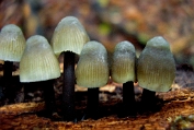 mycena, Bundel- 06 Bag 0091470 [ Mycena arcangeliana ] mycena, Bundel- 06 Bag 0091470 [ Mycena arcangeliana ]
