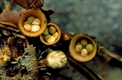 nestzwam, gele 09 Bga 0206010 [ Crucibulum crucibuliforme ] Dia nestzwam, gele 09 Bga 0206010 [ Crucibulum crucibuliforme ] Dia