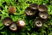 nestzwammetje, Gestreept 05 Bga 0207030 [ Cyathus striatus ] nestzwammetje, Gestreept 05 Bga 0207030 [ Cyathus striatus ]