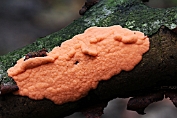 netplaatje, Loodkleurig 03 Myx 0916020 [ Dictydiaethalium plumbeum ] netplaatje, Loodkleurig 03 Myx 0916020 [ Dictydiaethalium plumbeum ]