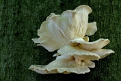 oesterzwam, Bleke 02 Bag 0113060 [ Pleurotus pulmonarius ] oesterzwam, Bleke 02 Bag 0113060 [ Pleurotus pulmonarius ]