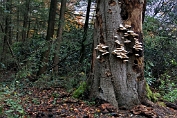 oesterzwam, Bleke 18 Bag 0113060 [ Pleurotus pulmonarius ] oesterzwam, Bleke 18 Bag 0113060 [ Pleurotus pulmonarius ]
