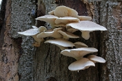 oesterzwam, Bleke 19 Bag 0113060 [ Pleurotus pulmonarius ] oesterzwam, Bleke 19 Bag 0113060 [ Pleurotus pulmonarius ]