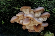 oesterzwam, Gewone 13 Bag 0113059 [ Pleurotus ostreatus ] oesterzwam, Gewone 13 Bag 0113059 [ Pleurotus ostreatus ]