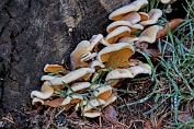 oesterzwam, Oranje 011 Bag 0164010 [ Phyllotopsis nidulans ] oesterzwam, Oranje 011 Bag 0164010 [ Phyllotopsis nidulans ]