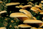 oesterzwam, Oranje 03 Bag 0164010 [ Phyllotopsis nidulans ] oesterzwam, Oranje 03 Bag 0164010 [ Phyllotopsis nidulans ]