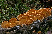 oesterzwam, Oranje 05 Bag 0164010 [ Phyllotopsis nidulans ] oesterzwam, Oranje 05 Bag 0164010 [ Phyllotopsis nidulans ]