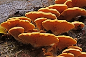 oesterzwam, Oranje 06 Bag 0164010 [ Phyllotopsis nidulans ] oesterzwam, Oranje 06 Bag 0164010 [ Phyllotopsis nidulans ]