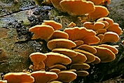 oesterzwam, Oranje 07 Bag 0164010 [ Phyllotopsis nidulans ] oesterzwam, Oranje 07 Bag 0164010 [ Phyllotopsis nidulans ]