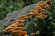 oesterzwam, Oranje 08 Bag 0164010 [ Phyllotopsis nidulans ] oesterzwam, Oranje 08 Bag 0164010 [ Phyllotopsis nidulans ]