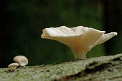 oesterzwam, Trechter- 08 Bag 0113020 [ Pleurotus cornucopiae ] oesterzwam, Trechter- 08 Bag 0113020 [ Pleurotus cornucopiae ]