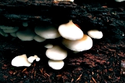 oorzwammetje week 01 Bag [Crepidotus mollis ] oorzwammetje week 01 Bag [Crepidotus mollis ]