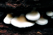 oorzwammetje week 03 Bag [Crepidotus mollis ] oorzwammetje week 03 Bag [Crepidotus mollis ]