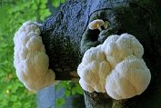 26 Pruikzwam Bhy 0326030 [ Hericium erinaceus ] Pruikzwam Bhy 0326030 [ Hericium erinaceus ].