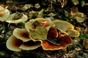 Peksteel 02 Bpo 0382020 [ Polyporus badius ] Dia Peksteel 02 Bpo 0382020 [ Polyporus badius ] Dia