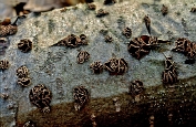 Populierschijfzwam 03 Ahe 0600010 [ Encoelia fascicularis ] Populierschijfzwam 03 Ahe 0600010 [ Encoelia fascicularis ]