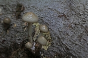 Porseleinzwam 33 Bag 0099030 [ Oudemansiella mucida ] Porseleinzwam 33 Bag 0099030 [ Oudemansiella mucida ]