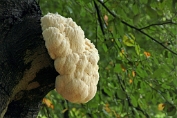 Pruikzwam 13 Bhy 0326030 [ Hericium erinaceus ] Pruikzwam 13 Bhy 0326030 [ Hericium erinaceus ]