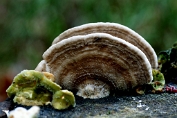 plaatjeshoutzwam, Sparre- 01 Bpo 0321010 [ Gloeophyllum abietinum ] plaatjeshoutzwam, Sparre- 01 Bpo 0321010 [ Gloeophyllum abietinum ]