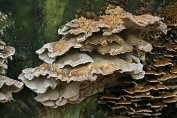 populierzwam, Witte 05 Bpo 0368040 [ Oxyporus populinus ] populierzwam, Witte 05 Bpo 0368040 [ Oxyporus populinus ]