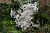 poria, Weke 01 Bpo 0368010 [ Oxyporus corticola ] poria, Weke 01 Bpo 0368010 [ Oxyporus corticola ]