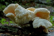 pruikzwam, Gelobde 01 Bhy 0296010 [ Hericium cirrhatum ] pruikzwam, Gelobde 01 Bhy 0296010 [ Hericium cirrhatum ].