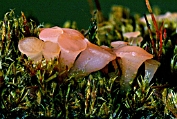 28 Roze grondschijfje Ahe 0596010 [ Roseodiscus formosus ] Roze grondschijfje Ahe 0596010 [ Roseodiscus formosus ]