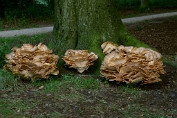 Reuzenzwam 04 Bpo 0360010 [ Meripilus giganteus ] Reuzenzwam 04 Bpo 0360010 [ Meripilus giganteus ].