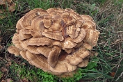 Reuzenzwam 37 Bpo 0360010 [ Meripilus giganteus ] Reuzenzwam 37 Bpo 0360010 [ Meripilus giganteus ]
