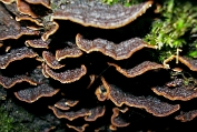 Roestkleurige borstelzwam 06 Bco 0334040 [ Hymenochaete rubiginosa ] Dia Roestkleurige borstelzwam 06 Bco 0334040 [ Hymenochaete rubiginosa ] Dia